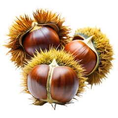 Close-up of Fresh Chestnuts in Spiky Shells