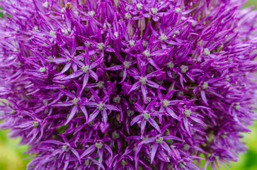 Allium plant with depth of field taken in a public garden in Saintfield with a natural background