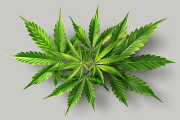 Cannabis Leaf Pattern With Symmetric Arrangement