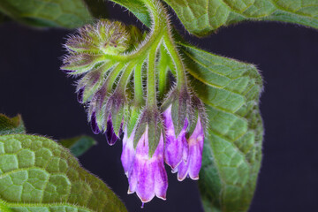 Comfrey Flower Curl 02