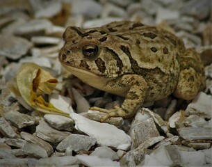 Fototapeta premium Closeup shot of a Fowler's toad on rocky surface
