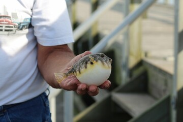 Man's arm is holding a Long Island blow fish on a sunny day against blur background