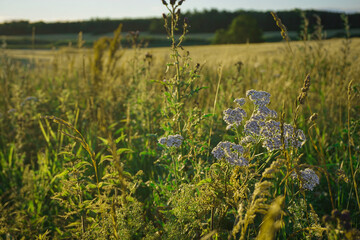 close-up of field plants in the evening