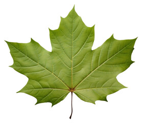 PNG Fragility nature leaves branch.