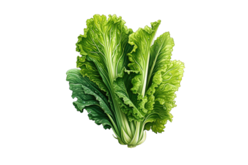I Love Lettuce (JPG 300Dpi 10800x7200)