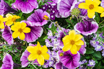 Wonderful violets and yellow Tickseed seen growing in a European flower bed in Europe. The image taken in early summer.