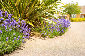 Wonderful mauve coloured English Lavender plants seen growing next to a New Zealand Flax in a...