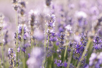 Naklejka premium lose-Up of Lavender Flowers in Daylight