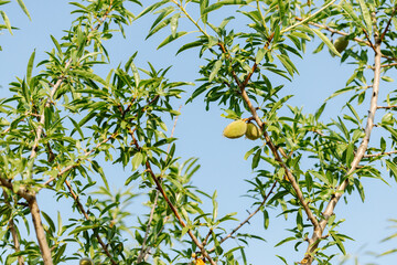 Close-Up of Almond Tree with Green Fruits