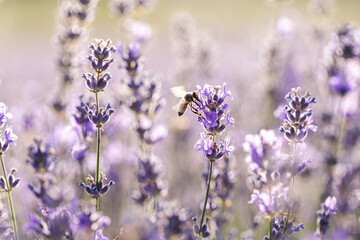Bee Pollinating Lavender Flowers