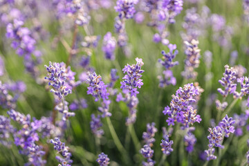Close-Up of Lavender Flowers in Daylight