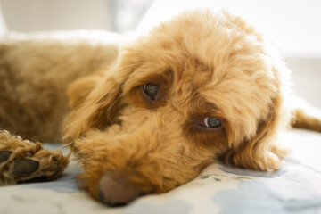 Beautiful female miniature poodle seen curled up on top of a comfy bed. She is waiting for her owners to come to bed.