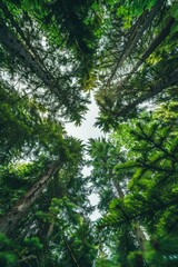 Fototapeta premium A forest with trees in the middle of the sky