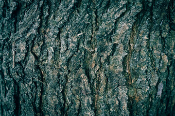 A close up of an old tree bark texture