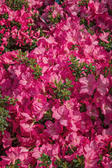 Azalea Anoak, a flowering shrub. Flowering plants for gardens, parks. Vertical photo