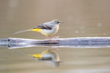 The grey wagtail (Motacilla cinerea),   small bird of the wagtail family that lives in Europe.