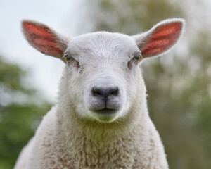 Cute close up head shot of white lamb with plenty of details