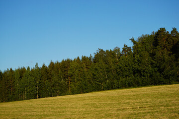 Fototapeta premium A field in front of a forest during summer 