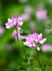 Fototapeta premium Beautiful close-up of securigera varia