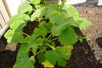 Zuccini Pflanze in einem Hochbeet