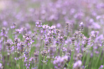 Lavender field. Purple lavender flowers with selective focus. Aromatherapy. The concept of natural cosmetics and medicine. Sun glare and foreground blur, soft focus
