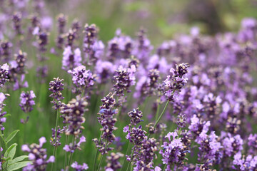 Obraz premium Lavender field. Purple lavender flowers with selective focus. Aromatherapy. The concept of natural cosmetics and medicine. Sun glare and foreground blur, soft focus