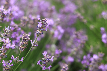 Lavender field. Purple lavender flowers with selective focus. Aromatherapy. The concept of natural...