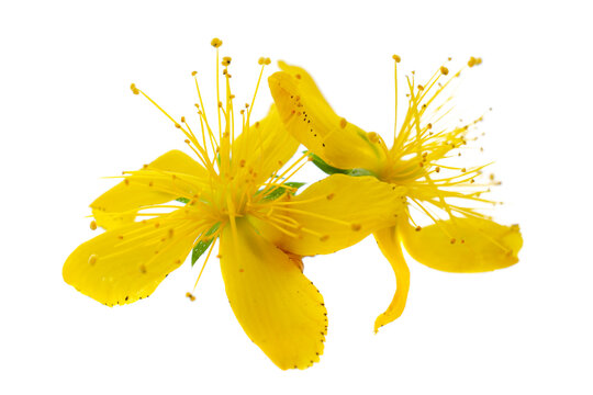 Hypericum flowers isolated on white background, close-up, macro. Perforated St. John's wort flowers isolated on white background. St. John's wort isolated on white background, macro.