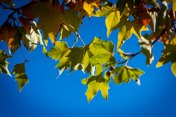 OTOÑO HOJAS ÁRBOLES EN PUEBLOS PEQUEÑOS SPAIN