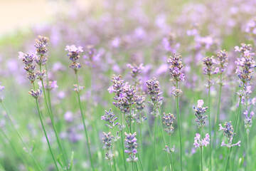 Lavender field. Purple lavender flowers with selective focus. Aromatherapy. The concept of natural cosmetics and medicine. Sun glare and foreground blur, soft focus