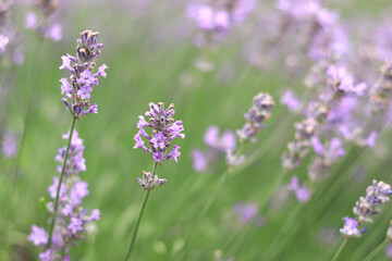 Lavender field. Purple lavender flowers with selective focus. Aromatherapy. The concept of natural cosmetics and medicine. Sun glare and foreground blur, soft focus