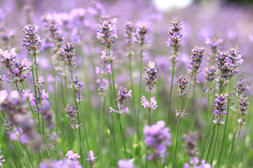 Lavender field. Purple lavender flowers with selective focus. Aromatherapy. The concept of natural...