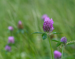 Beautiful close-up of trifolium pratense