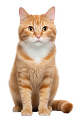 PNG Mammal animal kitten pet.