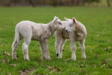 Two cute white lambs on meadow
