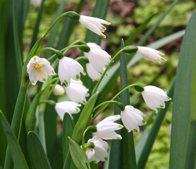 Several snowdrop flowers blooming in Georgia during the spring