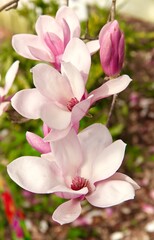 Japanese magnolia blossoms blooming in South Georgia