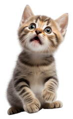 Fototapeta premium PNG Kitten mammal animal pet.