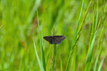 A black butterfly on green grass