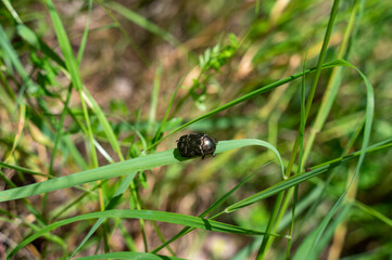 Shining rose beetle on grass