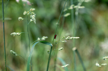 A red cicada on a plant