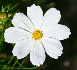 Fototapeta premium Beautiful close-up of cosmos bipinnatus