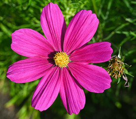 Fototapeta premium Beautiful close-up of cosmos bipinnatus