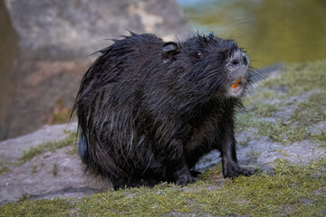 A young black fur nutria sits on the ground with green grass with a rock behind it and looks toward the camera lens.
