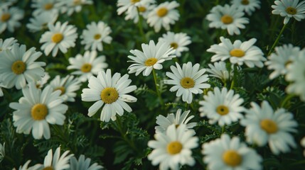 Fototapeta premium A close-up of a field filled with white flowers featuring yellow centers, perfect for use in still life or nature photography