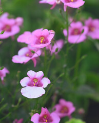 Beautiful close-up of a diascia flower
