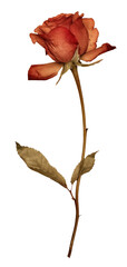 PNG Real Pressed a single red rose flower petal plant paper.