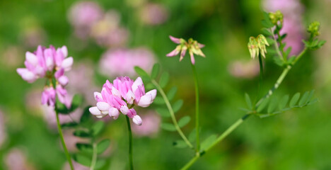 Beautiful close-up of securigera varia