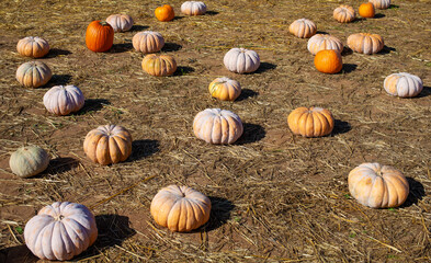 Pumpkin patch with a variety of pumpkins scattered across a field of dry straw.