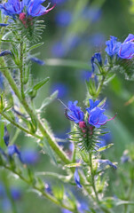 Beautiful close-up of echium vulgare